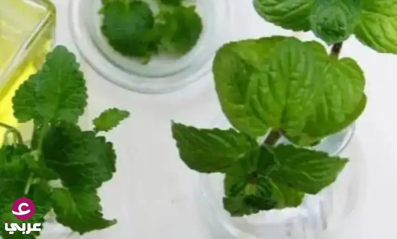 كنز أخضر في طبقك ومتوفر في كل منزل.. 7 أسباب تجعل السبانخ من أقو