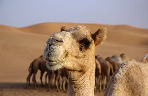 ارشيفية