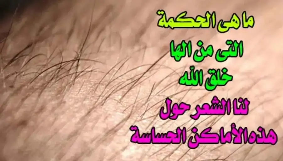 ارشيفية 