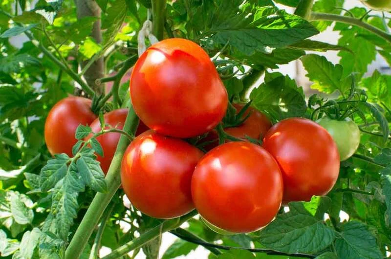 إرشيفة