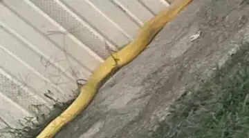ارشيفية 
