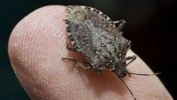 السبب الوحيد في خراب الكثيرة من البيوت والمشاكل الزوجية هو حيوان