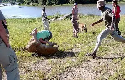 ارشيفية