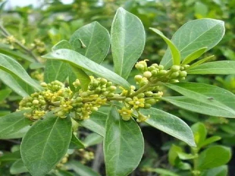 إرشيفة