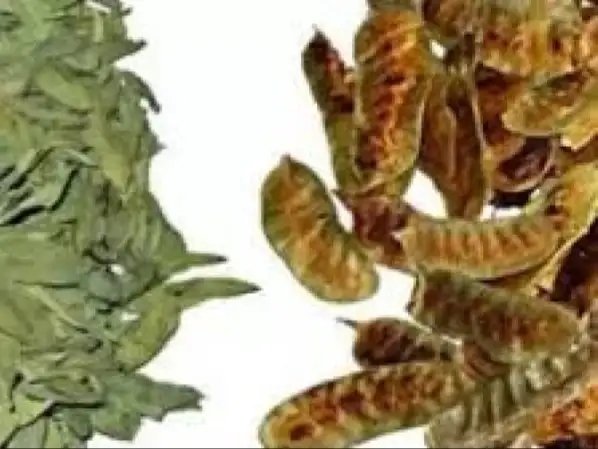 إرشيفة