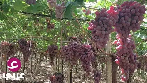 السرطان