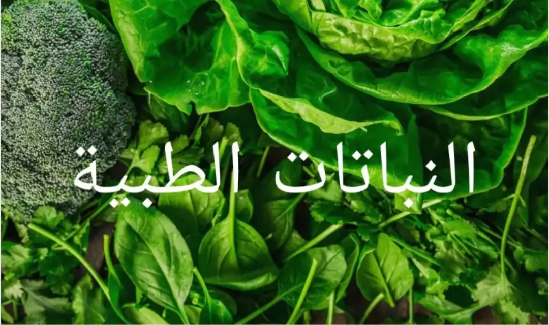 ارشيفية 