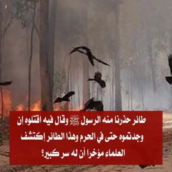 ارشيفية.     