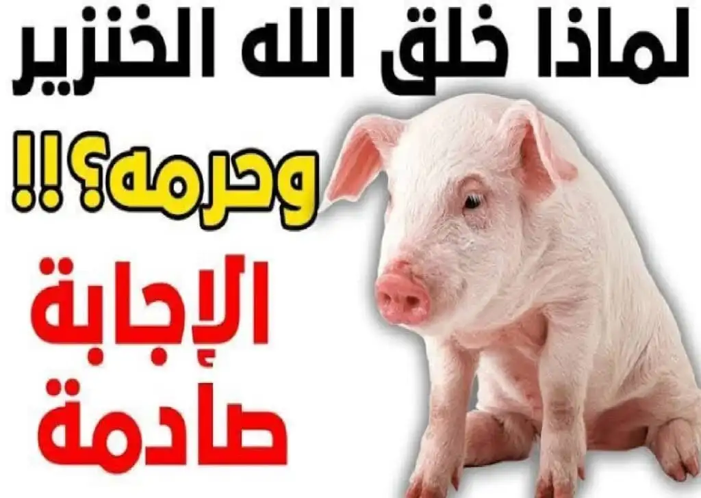 ارشيفية 