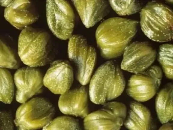 طبيبة جزائرية شهيرة تكشف عن عشبة طبيعية تجعل الرجل بقوة خارقة في
