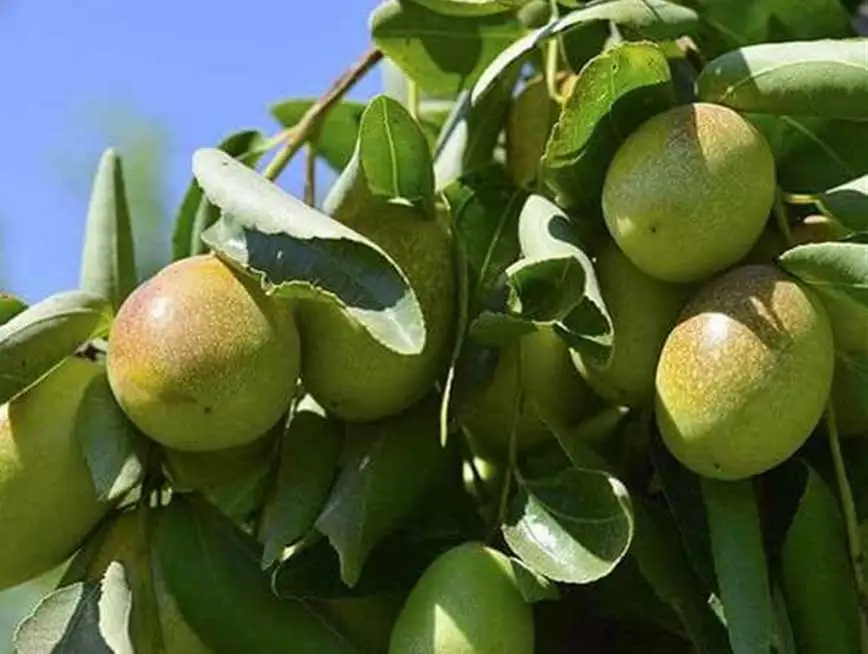 إرشيفة