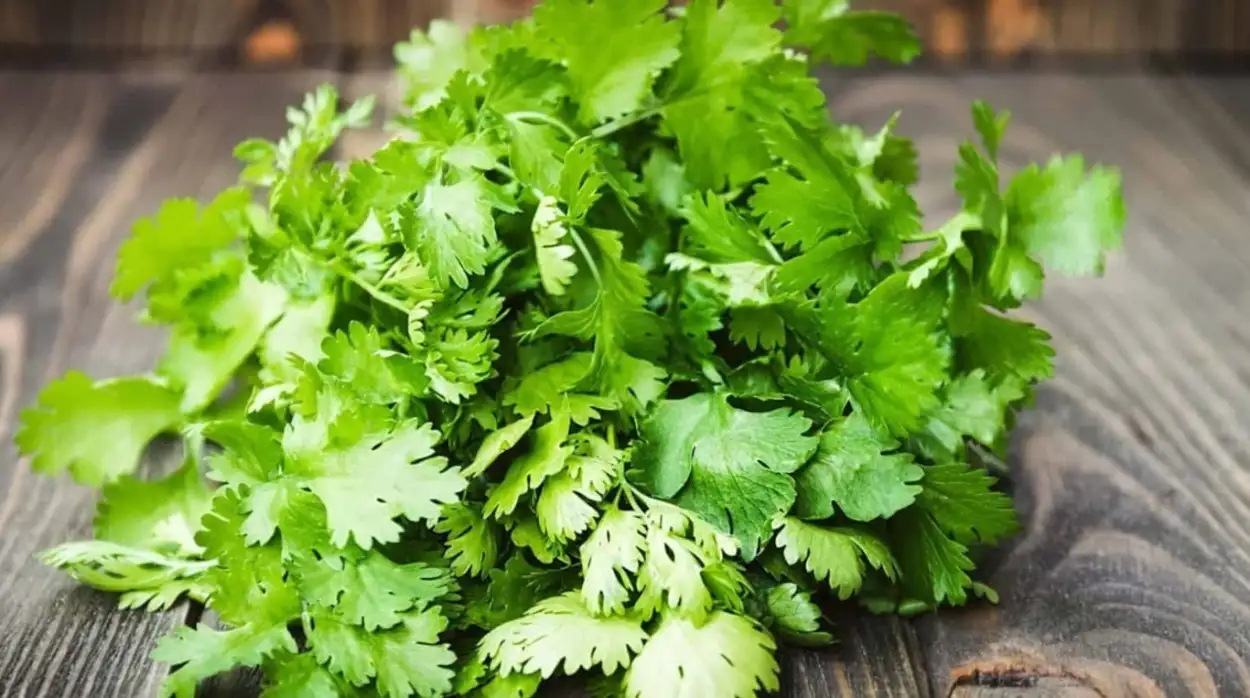 عشبة زكية موجودة بكل مطبخ .. تضبط السكر وتنقيك من السموم وتحمي أ