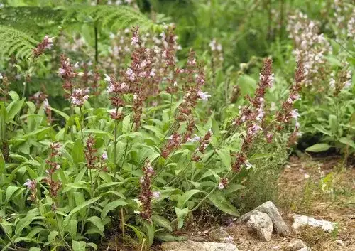 إرشيفة