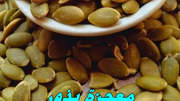 ارشيفية