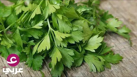 البقدونس