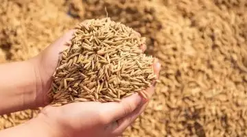 إرشيفة