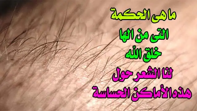 ارشيفية 